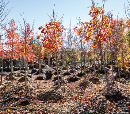 Fall trees