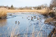 Ducks on a pond