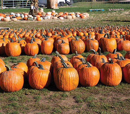 Photo of rows of pumpkins in a pumpkin patch