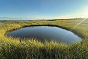 Photo of a pond in a wetland