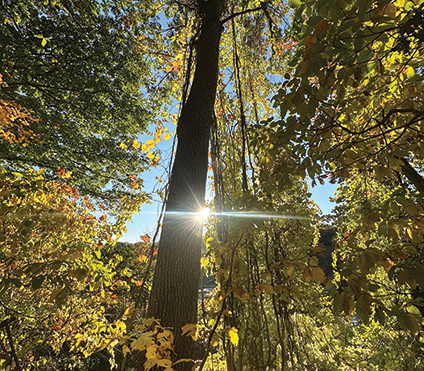 Photo of sunlight shining through trees