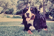 Allison Alkire and Roslyn (Roz) Rubinstein's Bernese Mountain Dog