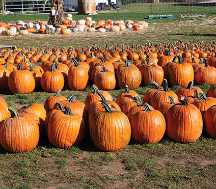 Pumpkins. JUDY SIROTA ROSENTHAL PHOTO