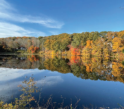 Tree line. ALLISON ABRAMSON PHOTO