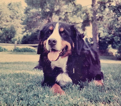 Allison Alkire and Roslyn (Roz) Rubinstein's Bernese Mountain Dog