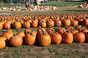 Pumpkins. JUDY SIROTA ROSENTHAL PHOTO