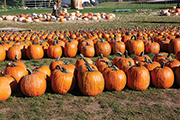 Photo of rows of pumpkins in a pumpkin patch