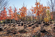 Fall trees. JUDY SIROTA ROSENTHAL PHOTO