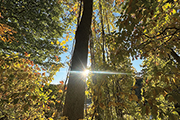 Photo of sunlight shining through trees