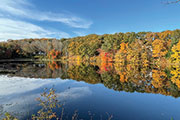 Tree line. ALLISON ABRAMSON PHOTO