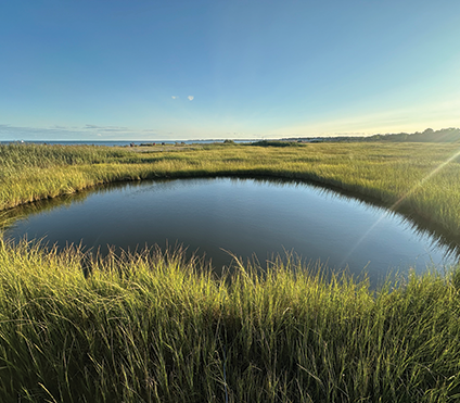Photo of a pond in a wetland