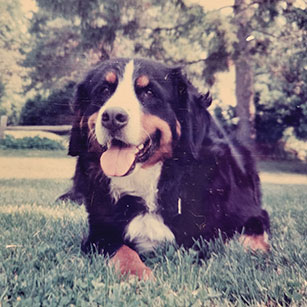 Allison Alkire and Roslyn (Roz) Rubinstein's beloved Bernese Mountain Dog
. Links to their story